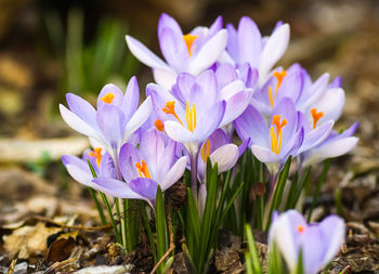 Close-up of purple crocus blooming on field