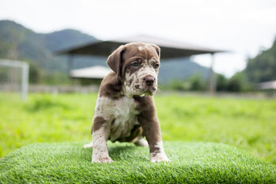 Puppy light brown white cute fat on the green lawn neapolitan mastiff puppies mix with bandog.