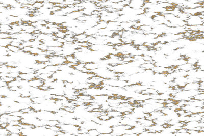 Full frame shot of white flowering plant