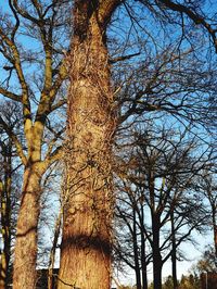 Low angle view of bare tree against sky