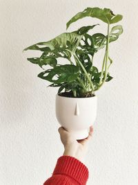 Midsection of person holding potted plant against wall