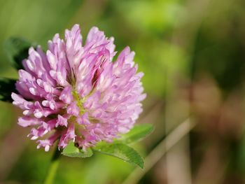 Close-up of pink flower