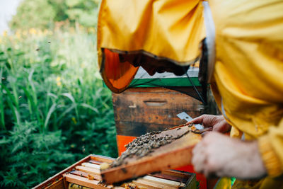 Beekeeper holding honeycomb