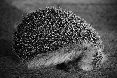 High angle view of hedgehog sleeping on field