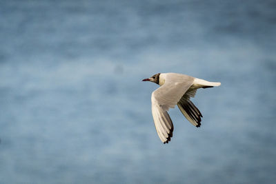 Seagull flying in the sea