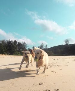 View of dog on beach