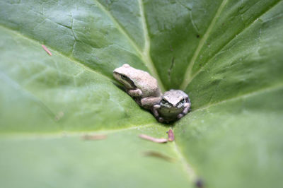 Close-up of insect on leaf