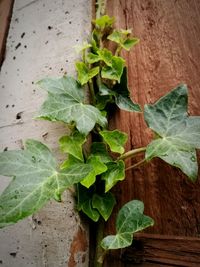 Close-up of plants