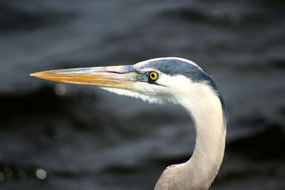 Close-up of a great blue heron bird
