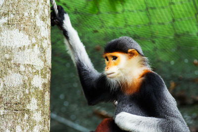 Close-up of monkey in zoo