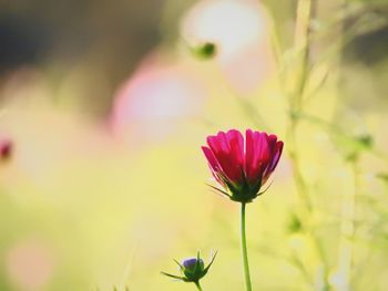 Close-up of pink flower