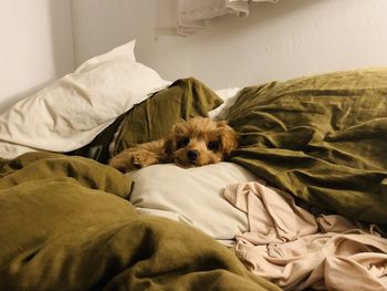 Dog sleeping on bed at home