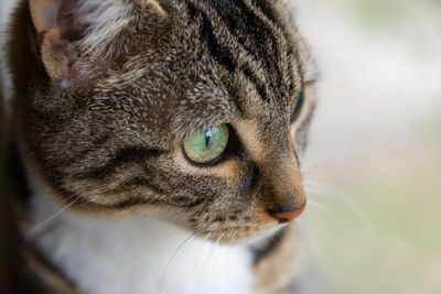 Close-up of a cat looking away