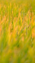 Full frame shot of crops on field