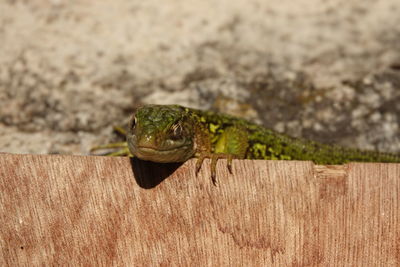 Close-up of lizard on wood