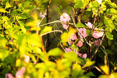 Close-up of yellow flower tree