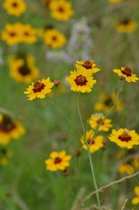 Close-up of yellow flowering plant on field