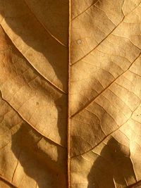 High angle view of dried leaves on tiled floor