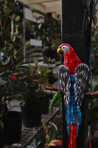 Close-up of parrot perching on wooden post