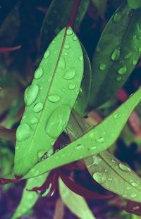 Close-up of green leaves on plant