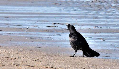 Close-up of bird on sand at beach