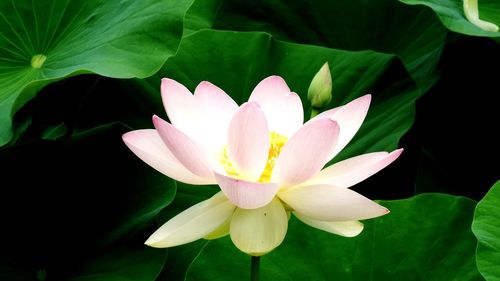 Close-up of lotus water lily