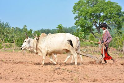 Side view of horse standing on field