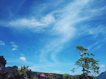 Low angle view of trees against blue sky