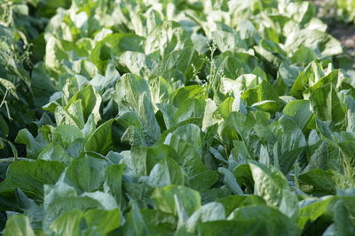 Close-up of fresh green plants in field