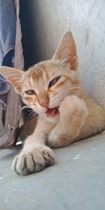 Close-up portrait of a cat resting