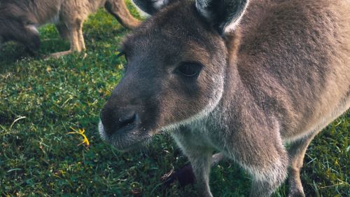 Kangaroo relaxing 