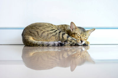 View of a cat resting