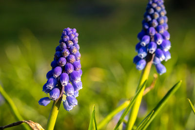 Close-up of purple crocus flowers on field