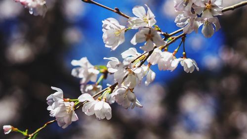 Close-up of apple blossoms in spring