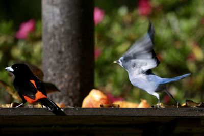 Close-up of bird perching outdoors