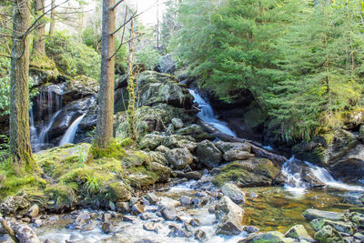 View of waterfall in forest