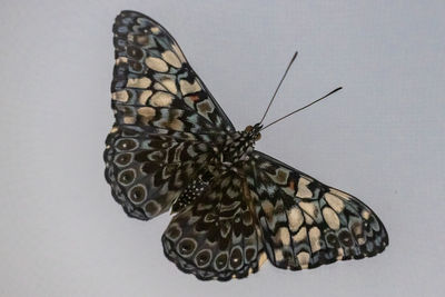 Close-up of butterfly on leaf
