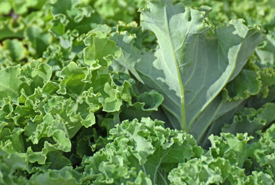 Close-up of green leaves