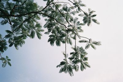 Low angle view of tree against sky