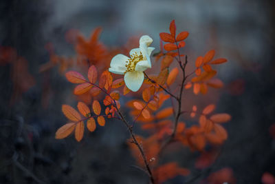 Close-up of orange flowering plant