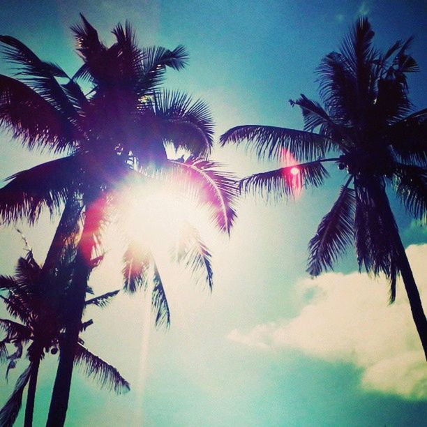 palm tree, low angle view, tree, sky, silhouette, growth, beauty in nature, tranquility, palm leaf, nature, sun, sunset, scenics, tranquil scene, coconut palm tree, tropical tree, palm frond, cloud - sky, sunlight, tropical climate