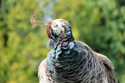 Close-up of peacock