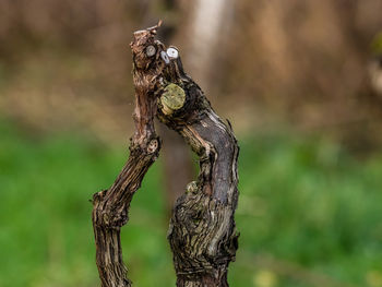 Close-up of lizard on tree stump