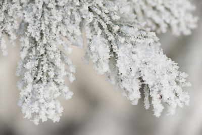 Branch of a spruce tree with frost in winter