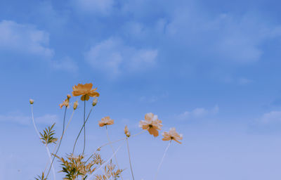 Low angle view of flowering plant against blue sky