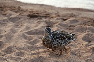 Duck on the sandy beach
