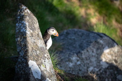 Close-up of bird perching on tree trunk