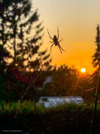 Close-up of spider against sky during sunset