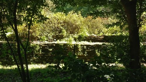 View of trees in forest