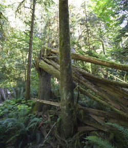 Trees in forest